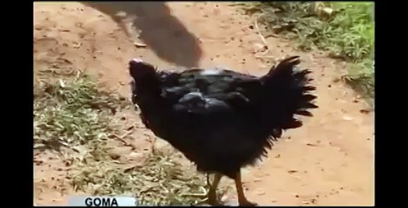 Kafasız Yaşayan Tavuk