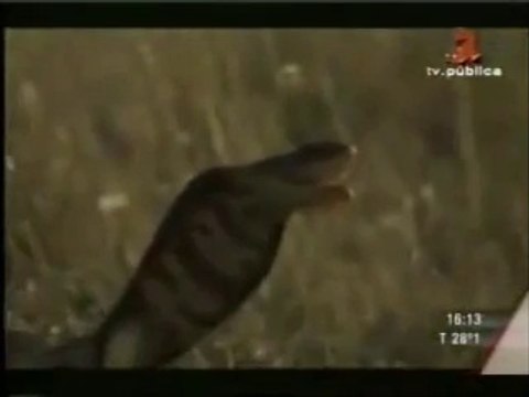 Kral Kobra ve Aslan Kralın Ölüm Kalım Mücadelesi