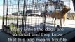 Rescuing a stray pregnant dog + Rehabilitation by Marilyn. (video by Eldad Hagar)