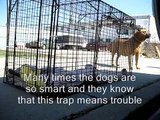 Rescuing a stray pregnant dog   Rehabilitation by Marilyn. (video by Eldad Hagar)