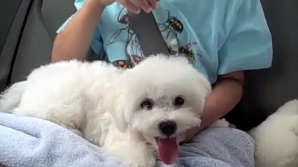 Bubba the Bichon Frise Puppy Comes Home