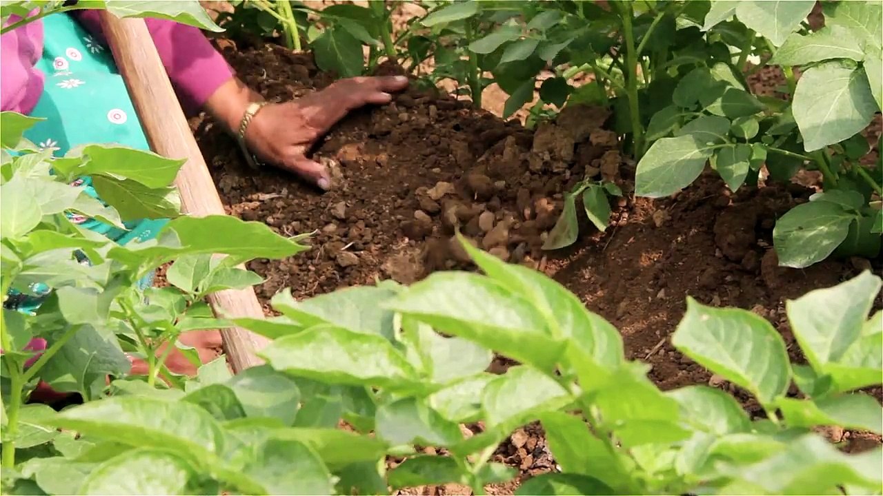 how to increase potato production using knowledge