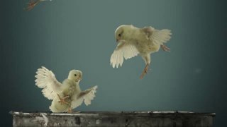 Little Chicks Take Their First Flight
