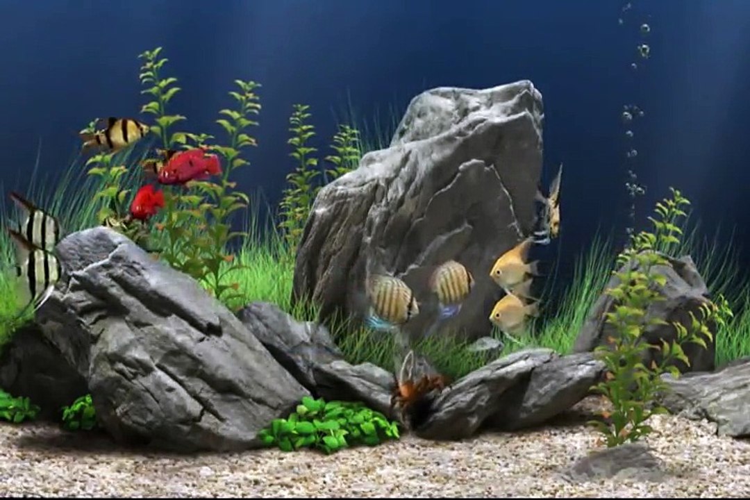 Aquarium Virtual Chill Out