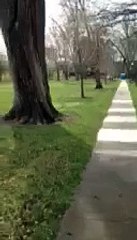 Jogger attacked by goose!