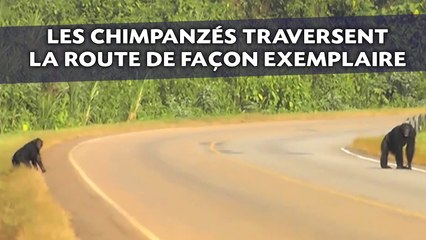 Les chimpanzés regardent à gauche et à droite avant de traverser