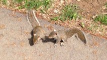 3 Baby Squirrels are not afraid of humans... So cute!
