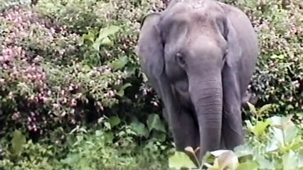 Alec Baldwin: Boycott Circuses That Use Animals