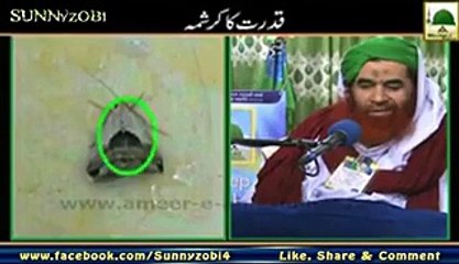 Miracle or Biggest Wrong Number in Pakistan