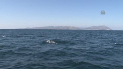 Gökçeada'da Karaya Oturan Feribotu Kurtarma Çalışmaları