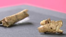 Ossos de criança neandertal são achados em caverna na Espanha