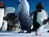 Funny Clips Funny Punjabi Clips Penguins talking funny in Punjabi totay best quality