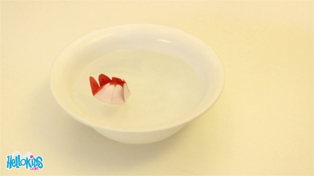 Expérience : Fleur d'eau de papier