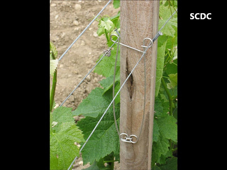 SCDC VIGNE - ECARTEUR PIQUET BOIS - Vidéo Dailymotion