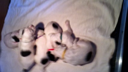 Vidéo des chiots de FIDJI et CACHOU 19 04 15 2