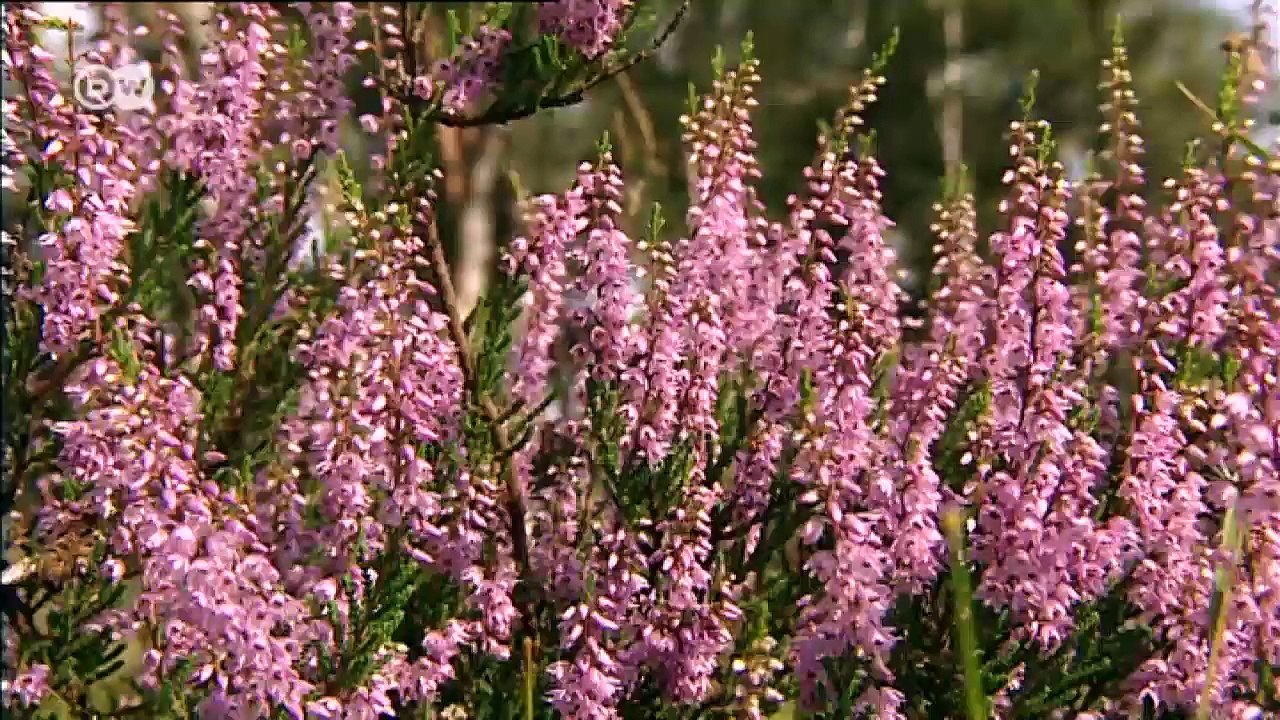 Landas de Luneburgo: un paisaje en flor | Destino Alemania