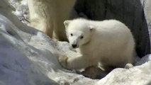 ころころ〜っ　ホッキョクグマの赤ちゃん 公開初日~Polar Bear Baby