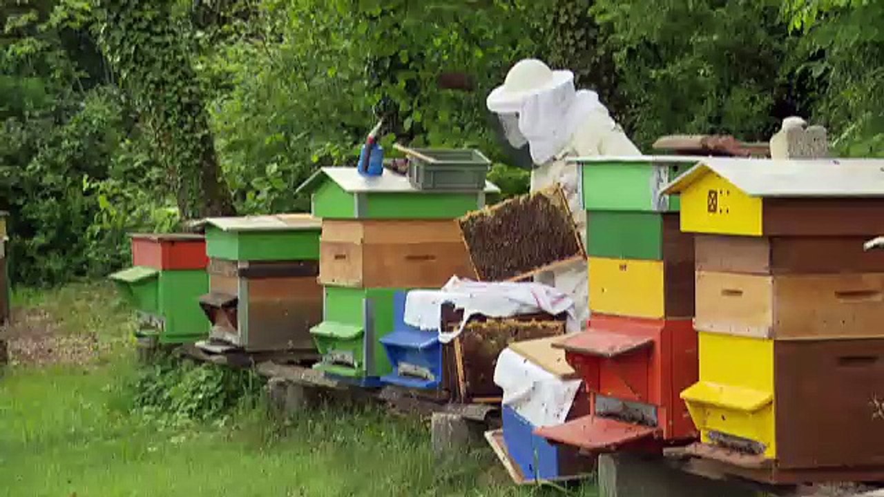 On són les abelles - CAT