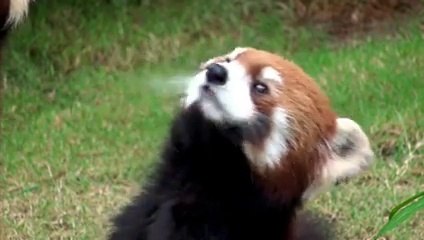 BDDP Unlimited pour Arte - «Do not track, arte.tv/donottrack» - avril 2015 - panda