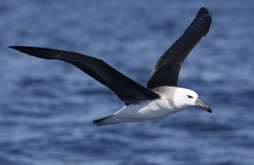 Acemi Albatros