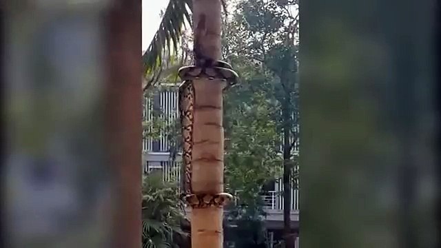 Like a Python crawls on the tree