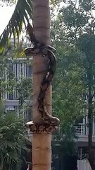 Un python grimpe à un arbre