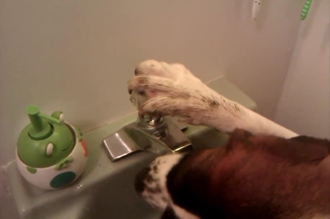 Невероятно Умный Пес