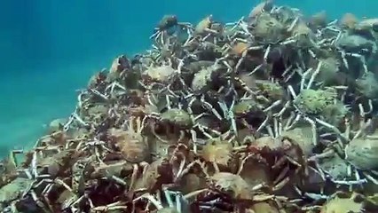 Des centaines de crabes araignée se déplacent en groupe