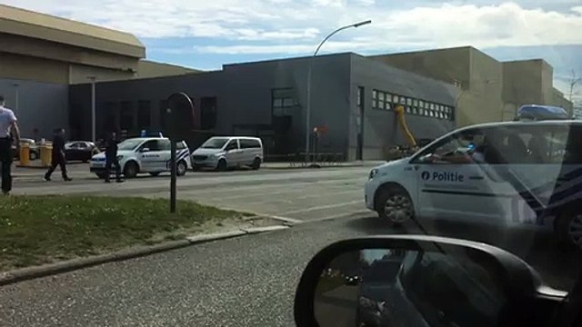 Des zèbres en liberté galopent dans Bruxelles!