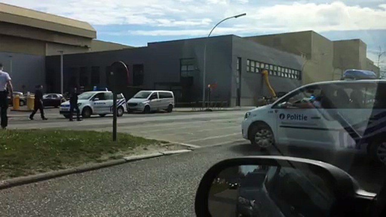 Des zèbres en liberté galopent dans Bruxelles!