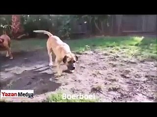 Dünyada yasaklanmış 10 köpek cinsi!