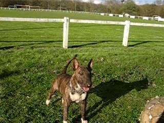 olka le bull terrier
