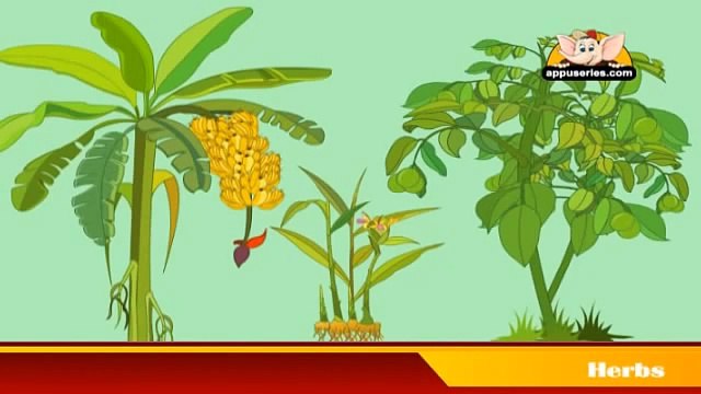 Learn about Plants in Hindi - Herbs