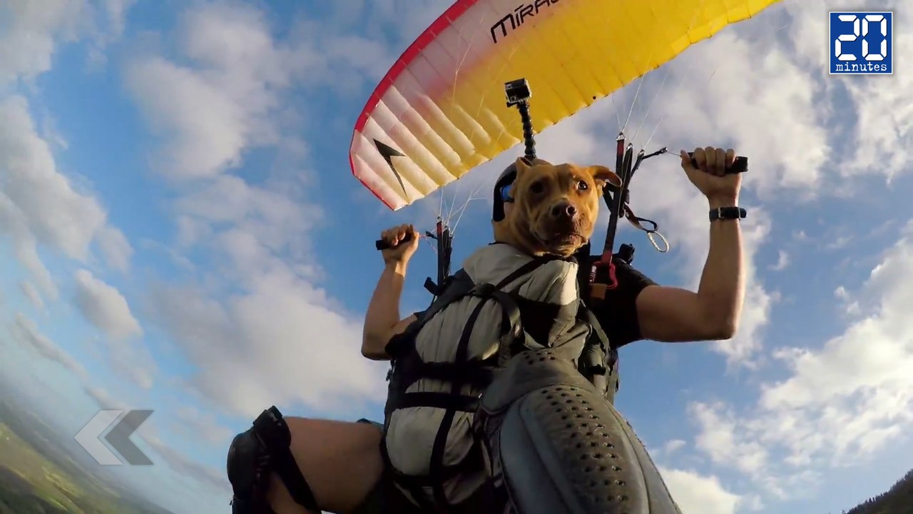 Un chien fait du parapente - le Rewind du lundi 20 avril 2015