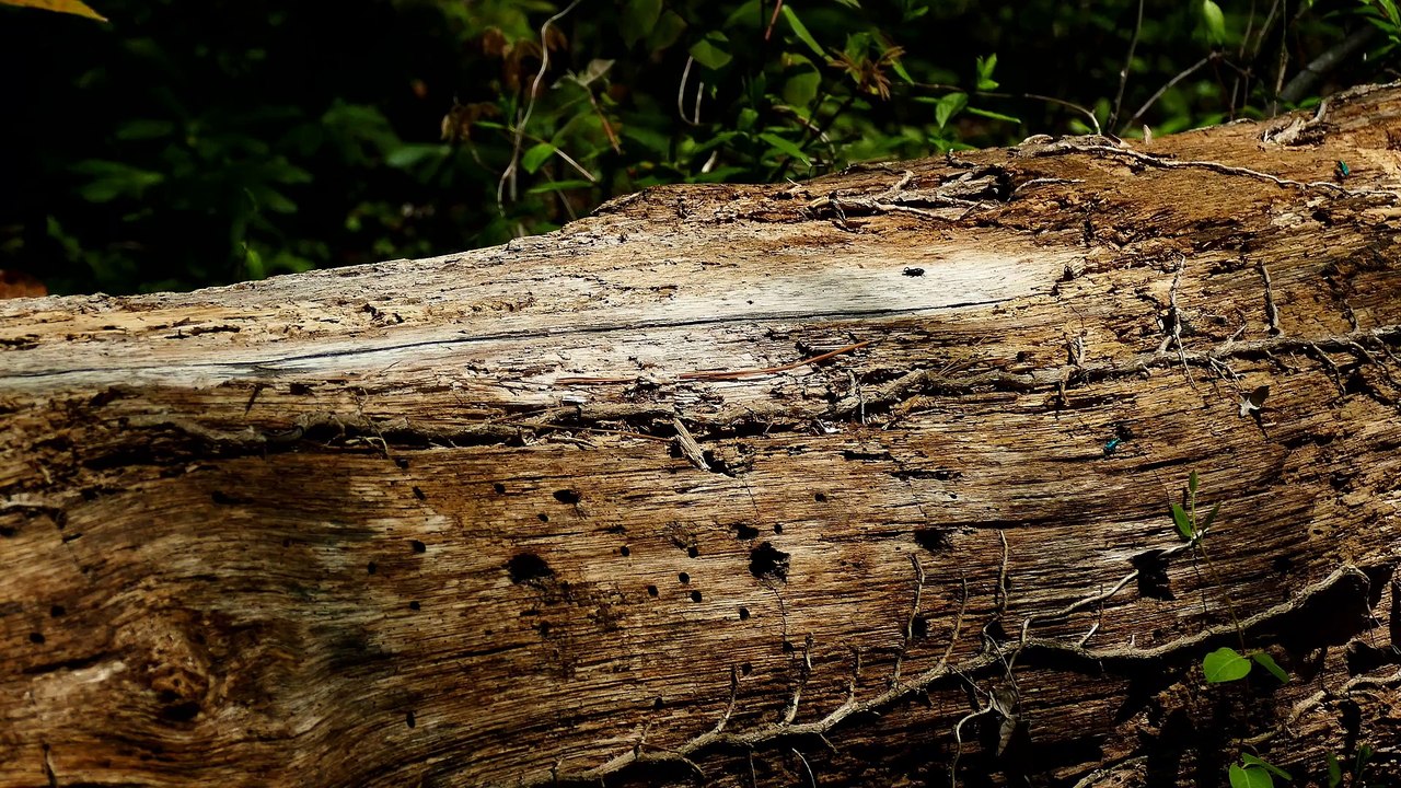 One Minute Nature Scene