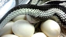 King Snake Laying an Egg