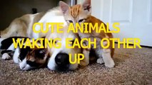 Cute animals waking each other up   Funny animal compilation