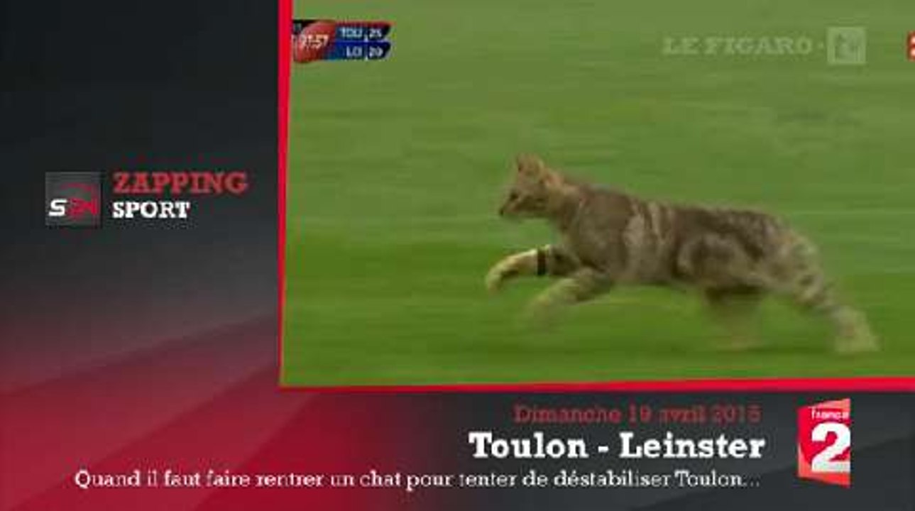 Zap'Sport : Un chat s'incruste dans un match de rugby