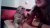 Cat Asks For A Kiss! SO CUTE! ★ funny cats, cute cats, cute kitten, crazy cats, hilarious cats