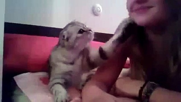 Cat Asks For A Kiss! SO CUTE! ★ funny cats, cute cats, cute kitten, crazy cats, hilarious cats