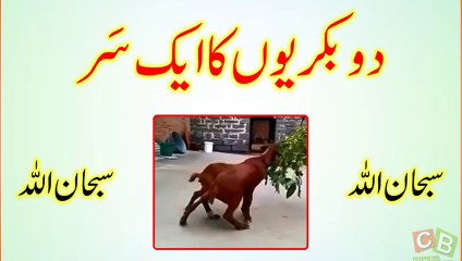 One Headed twins goat