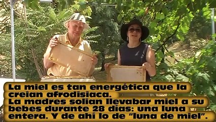 Apicultura "Oro en el patio de tu casa"