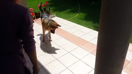 Un chien découvre son ombre pour la première fois