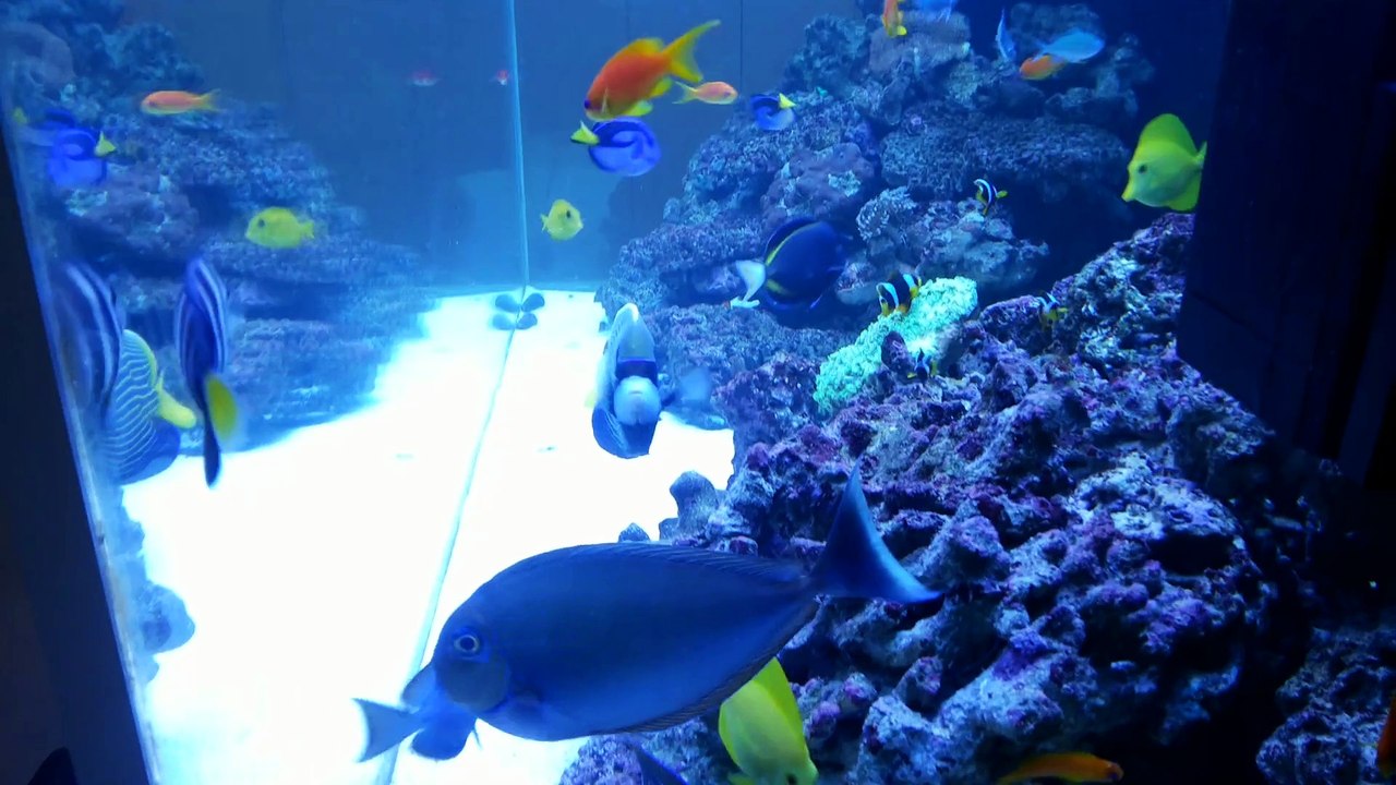 Deniz Akvaryumu Deniz Balıkları