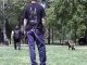 Police K9 dog training video