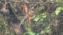 Muğla Köyceğiz'de Orman Yangını
