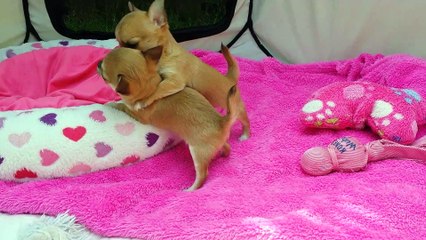 Les fifilles profitent du jardin (6 semaines)