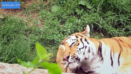 Funny Animals Funny Videos Funny Animals Videos Compilation 2015