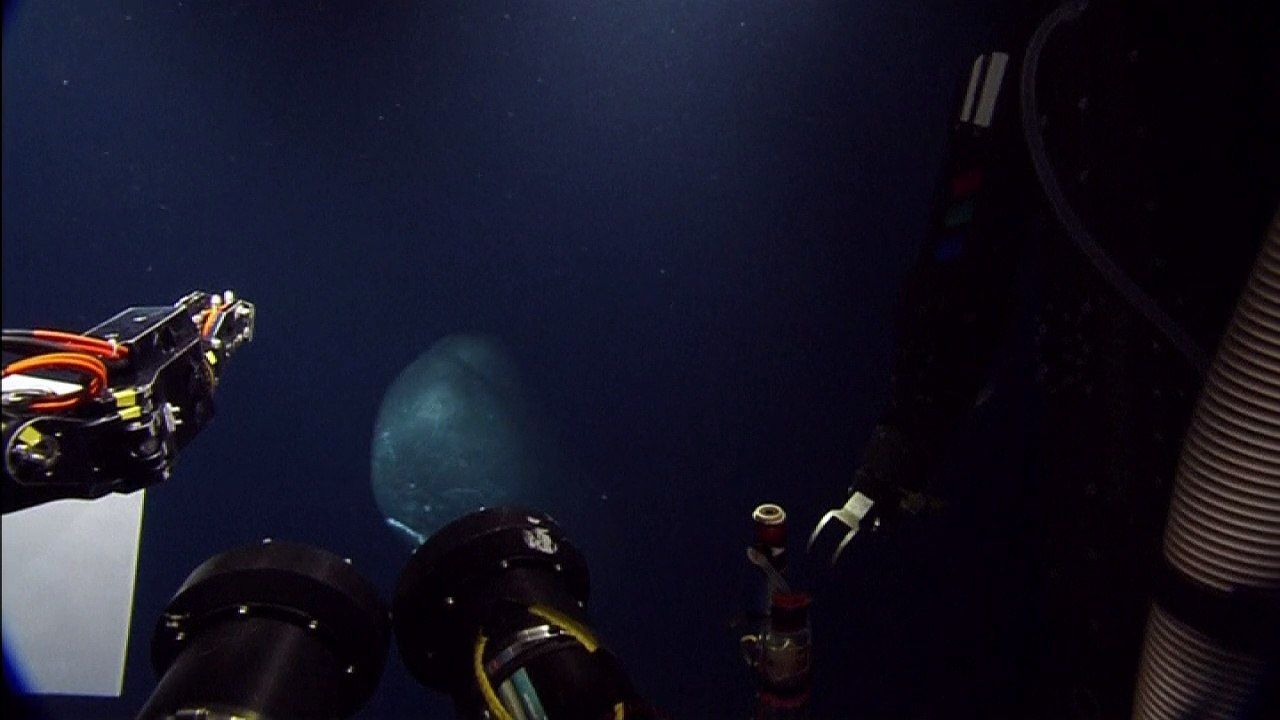 Amazing sperm whale footage: Mammal circles submarine