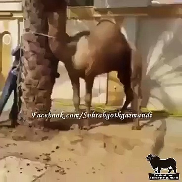 A camel pulls one of the butchers from Head